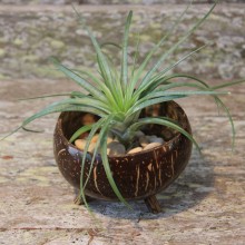 Footed Coconut Bowl with Large Air Plant