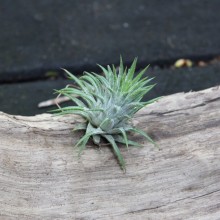 Ionantha Mexican form