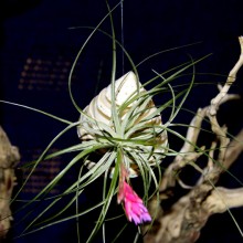 Floating Spiral Shell with Stricta Air Plant 