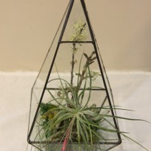 Pyramid Terrarium Forrest Kit