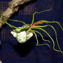 Green Shell with Air Plant