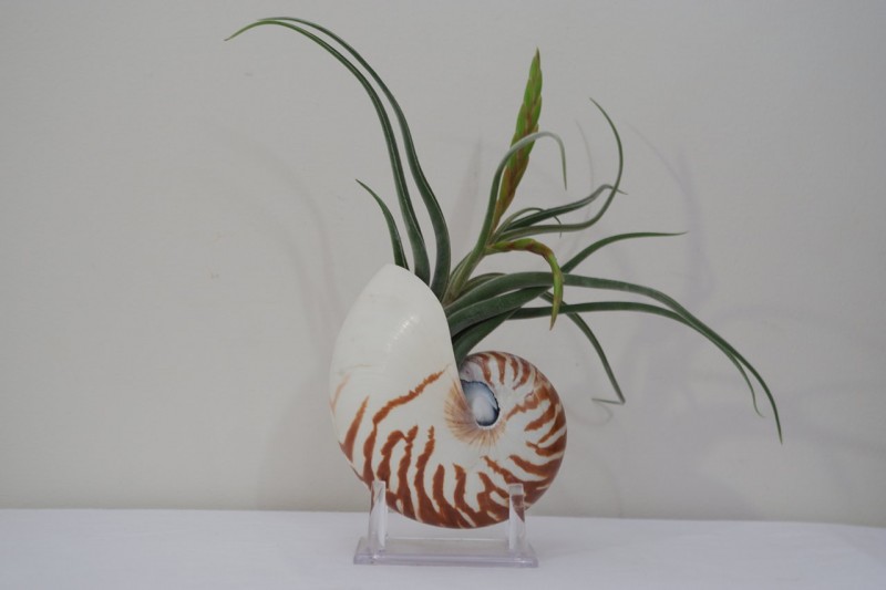 10 Nautilus Shell Planter, White