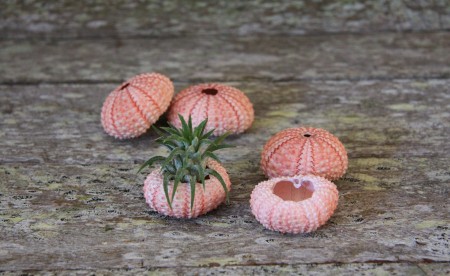 View Larger Image » Pink Sea Urchin with Ionatha