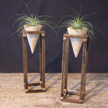 Cone Plant Stand with Stricta Air Plant