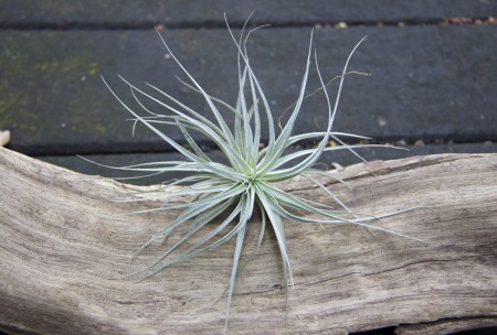 View Larger Image » Cotton Candy Small