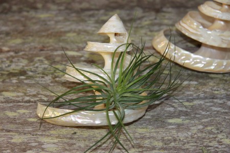 View Larger Image » Spiral Undosa with Stricta air plant