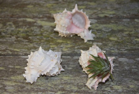 View Larger Image » Pink Murex shell with Ionantha