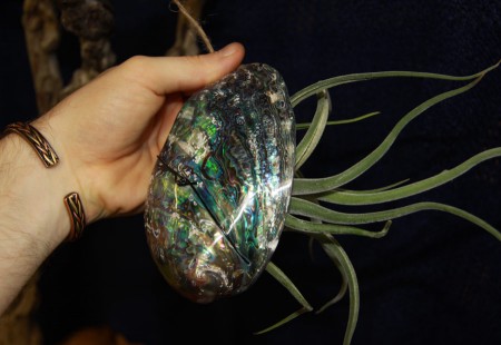 Suspended Paua Shell with Air plant