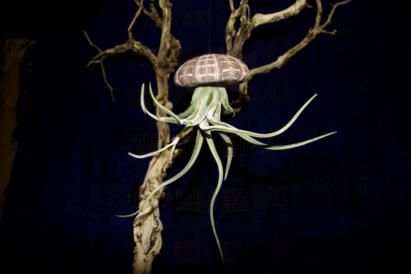 View Larger Image » Large Air Jelly with Caput Medusa Air Plant