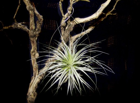 View Larger Image » Large Water Drop Steel Hanger with Large Houston Air Plant